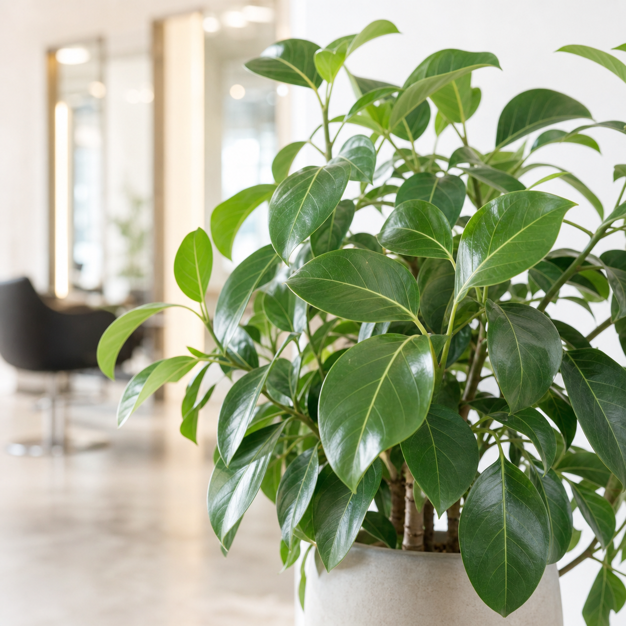 サロン内の観葉植物
